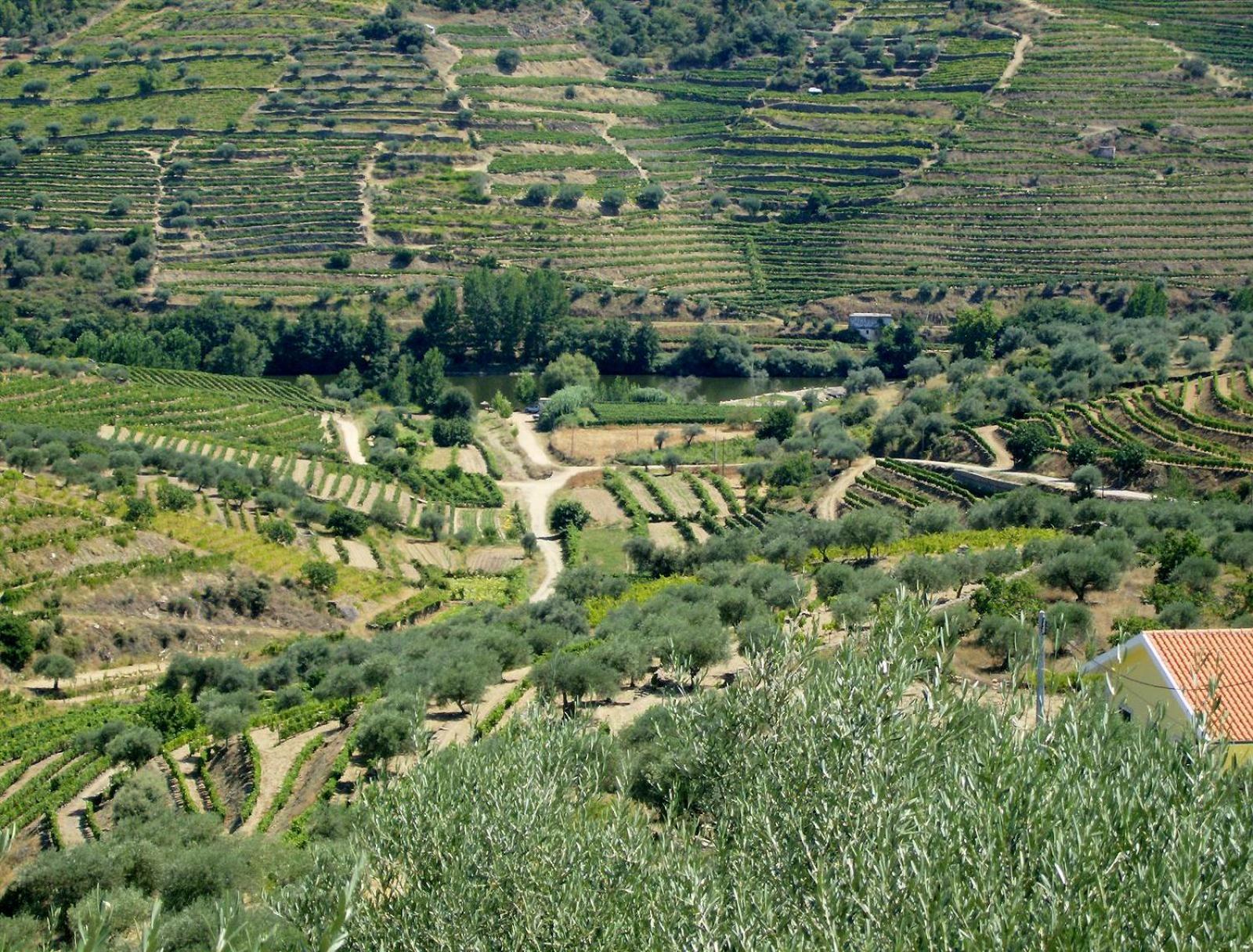 Villa Casa Oliveiras Do Douro Sobreira Esterno foto