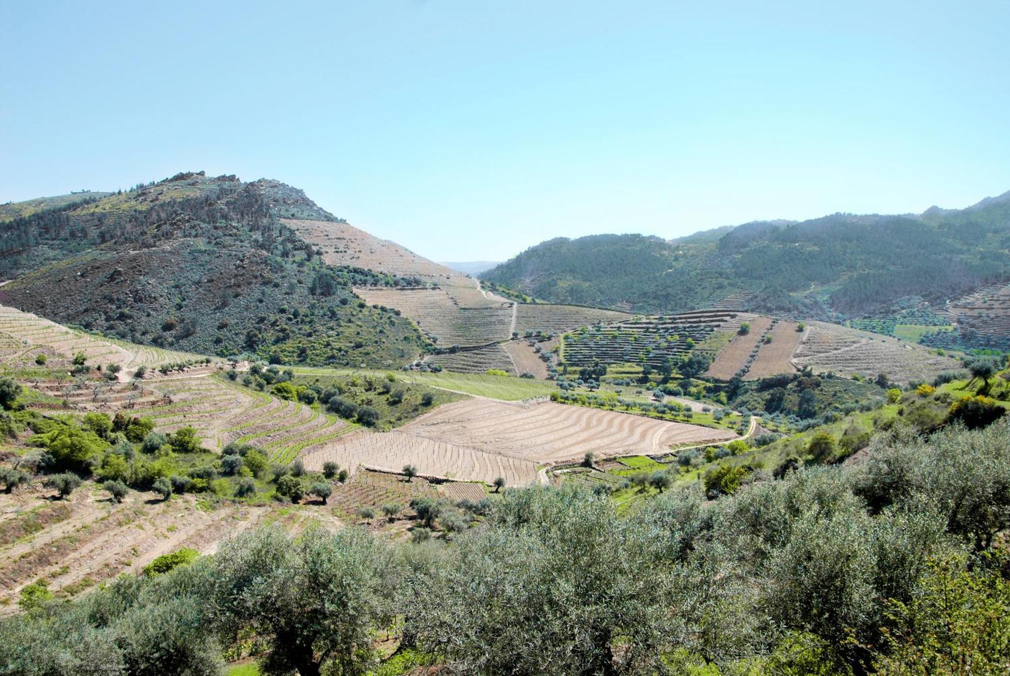 Villa Casa Oliveiras Do Douro Sobreira Esterno foto