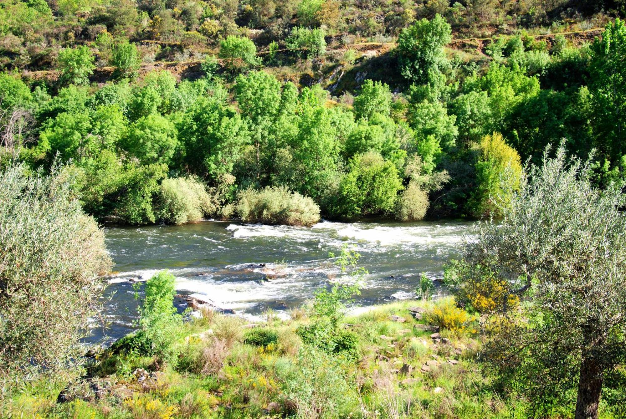 Villa Casa Oliveiras Do Douro Sobreira Esterno foto