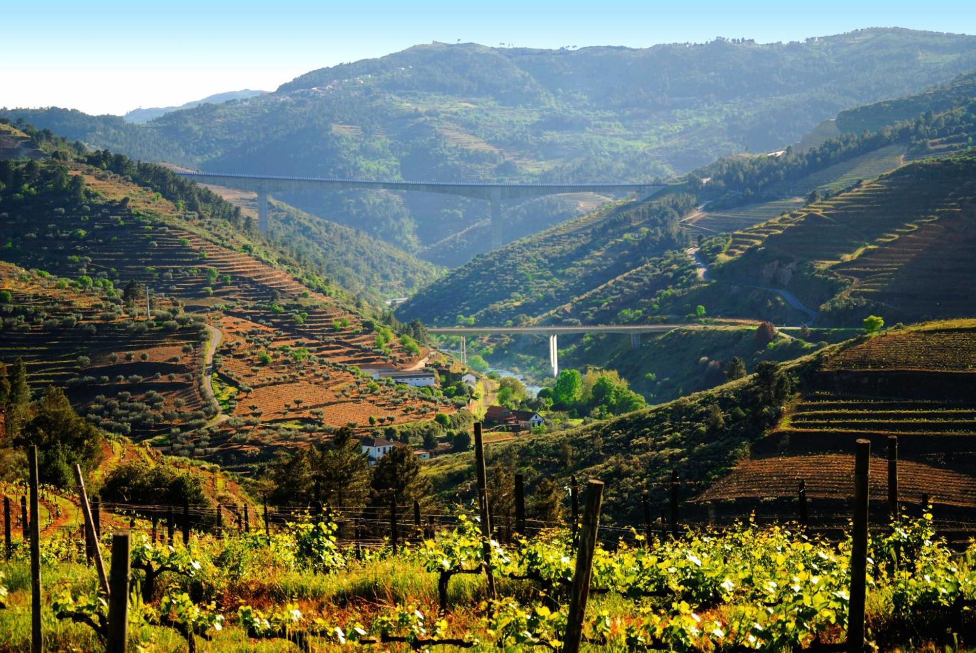 Villa Casa Oliveiras Do Douro Sobreira Esterno foto