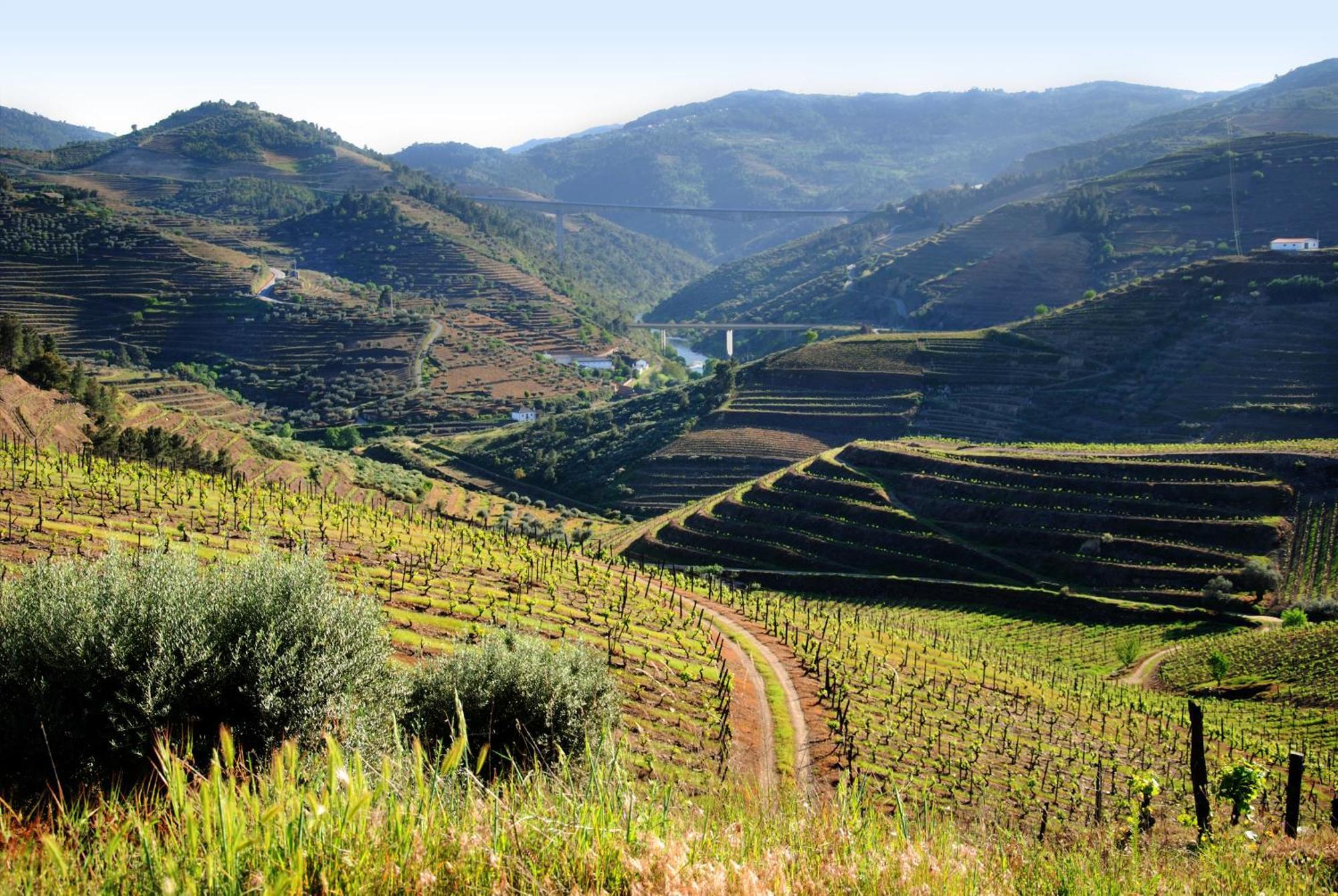 Villa Casa Oliveiras Do Douro Sobreira Esterno foto