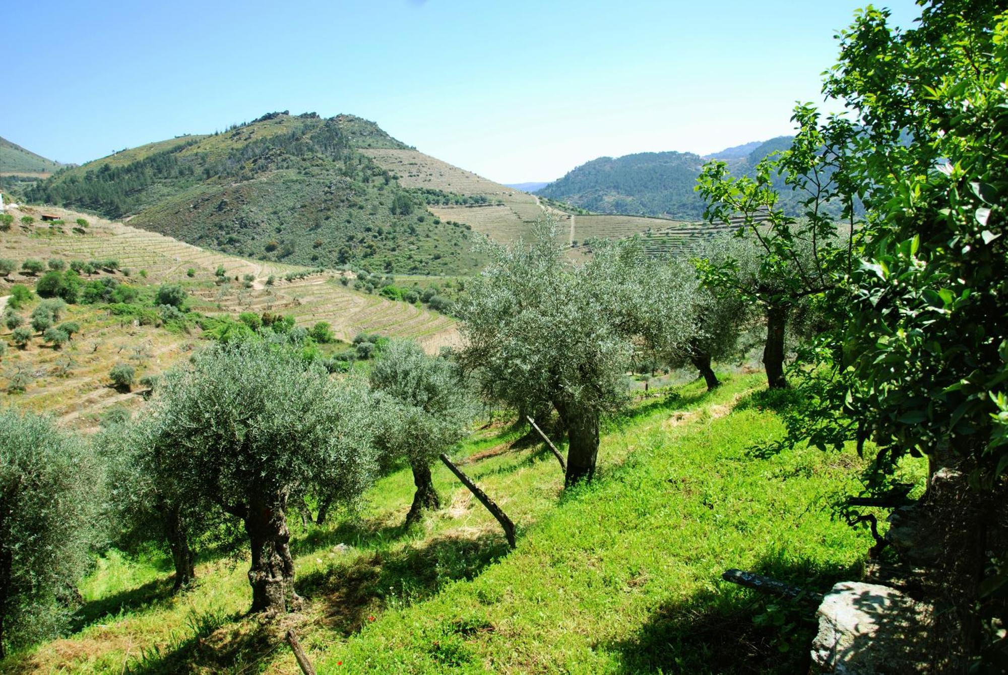 Villa Casa Oliveiras Do Douro Sobreira Esterno foto