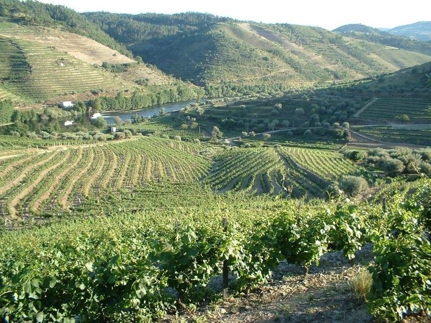 Villa Casa Oliveiras Do Douro Sobreira Esterno foto
